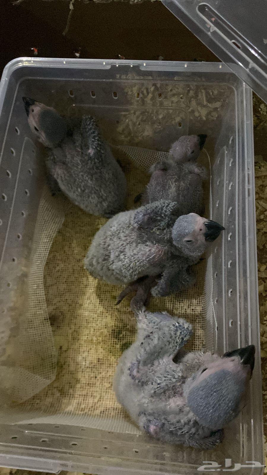 Kasco Chicks64469126375042112