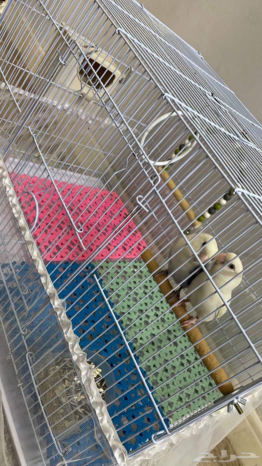 A pair of birds for a day64472672342401110