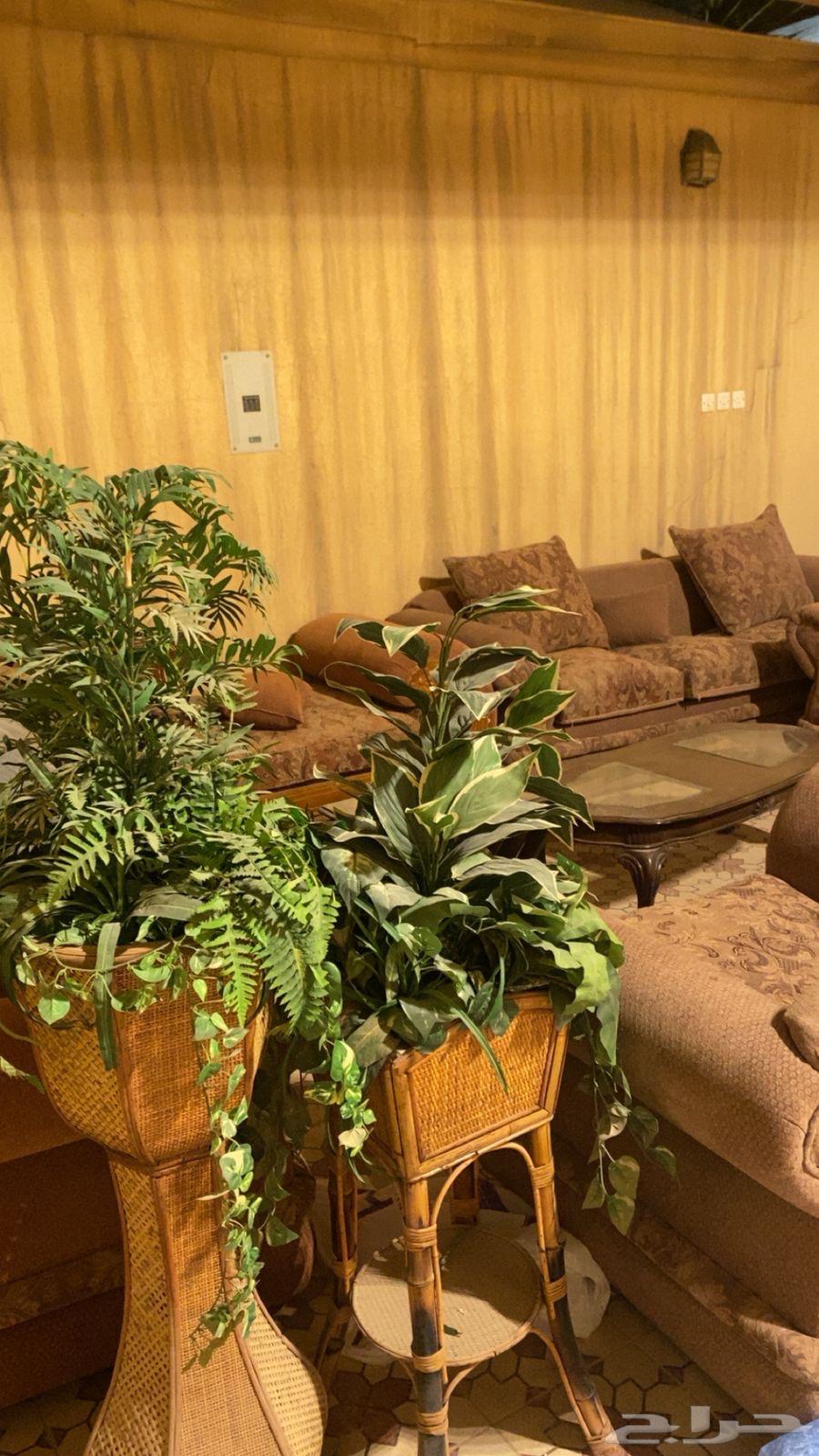 كنب   طاولة   طاولات خدمة   اشجار زينه64474693286018112