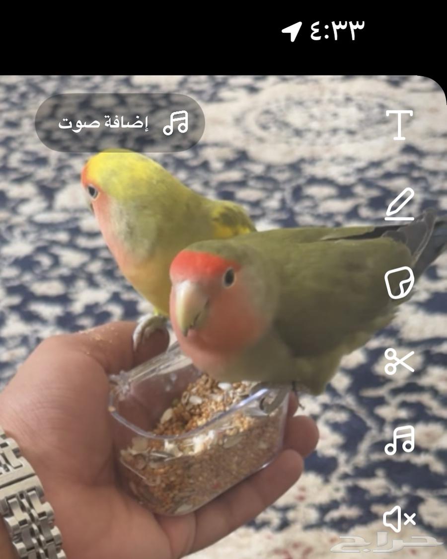 زووج رروز للبيع والليف64472686075266110