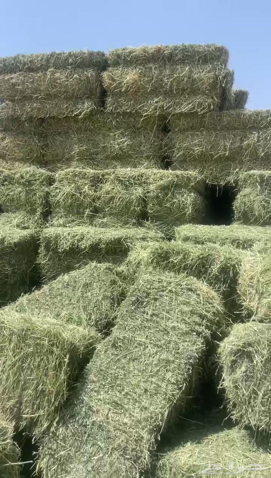 برسيم تلبين جندير64472550660355111