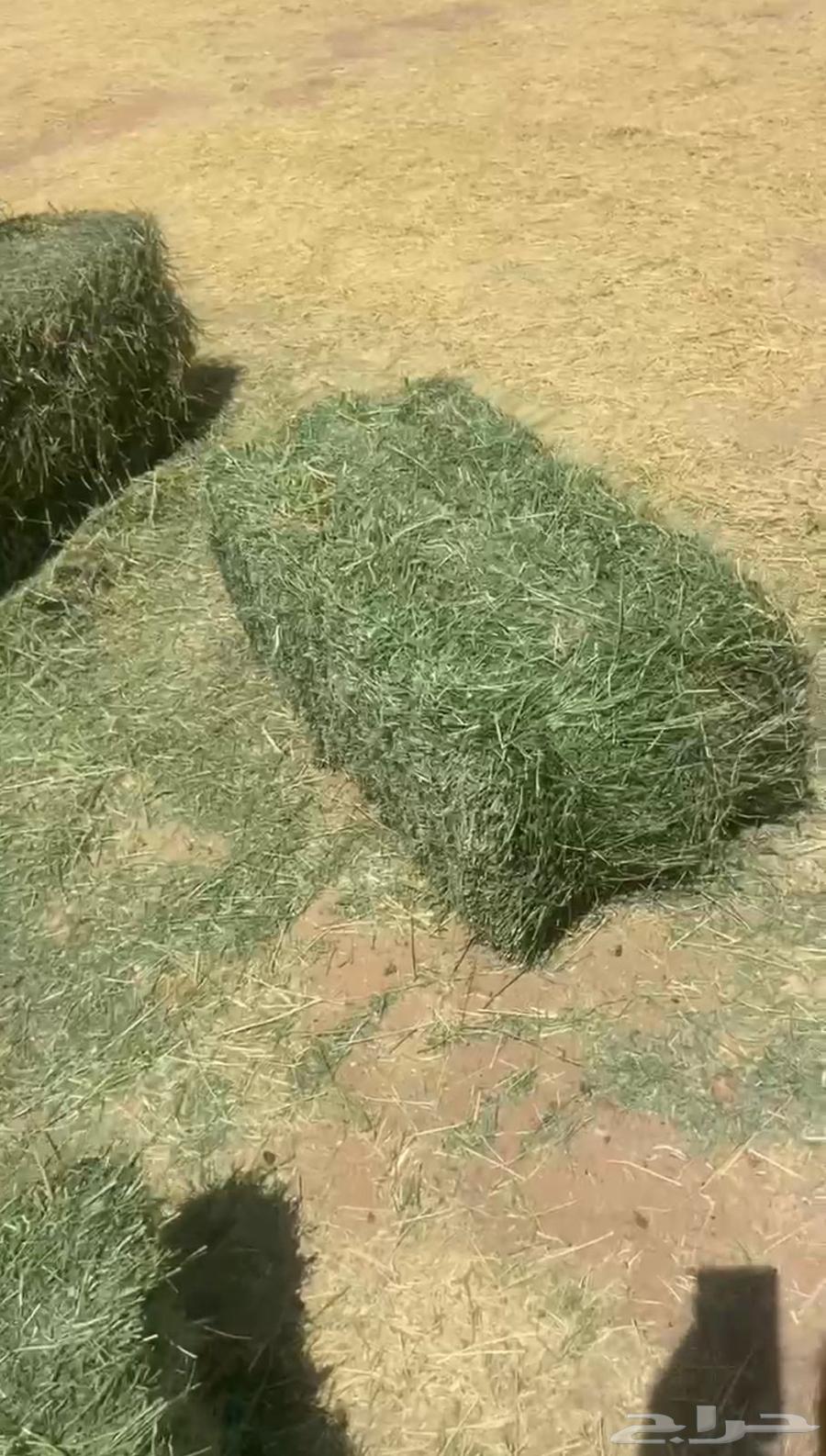 برسيم تلبين جندير64472550660355110