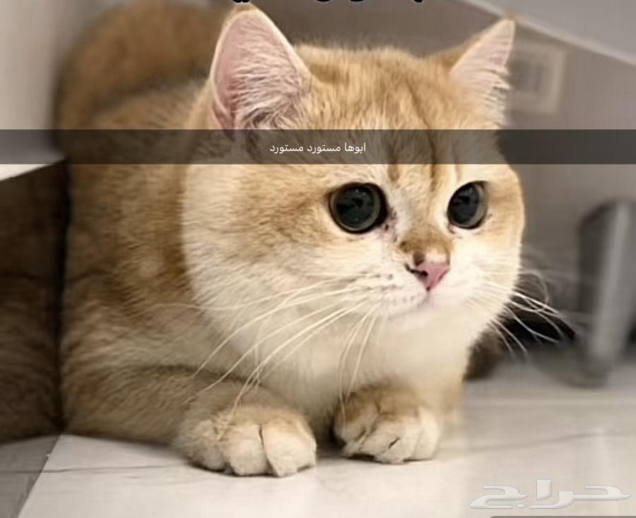 ام منتجه سكوتش من اب مستورد لرؤية صور عيالها بحسابي للربح64472803008897112