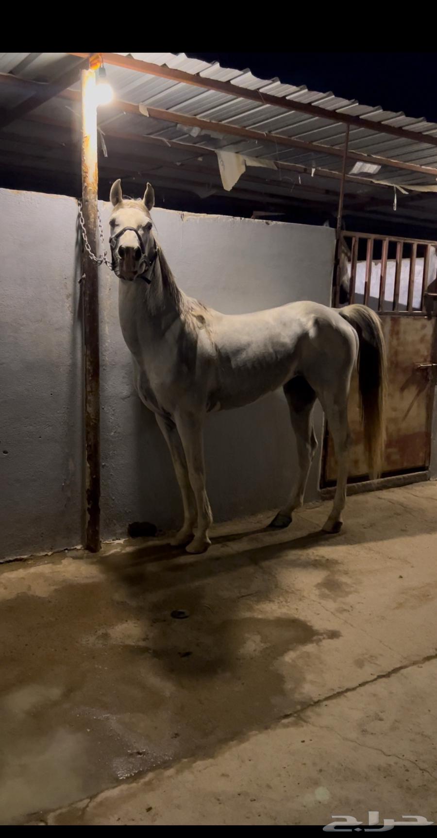 حصان جزيري البيع سمحه ومستعجل64472967687683111