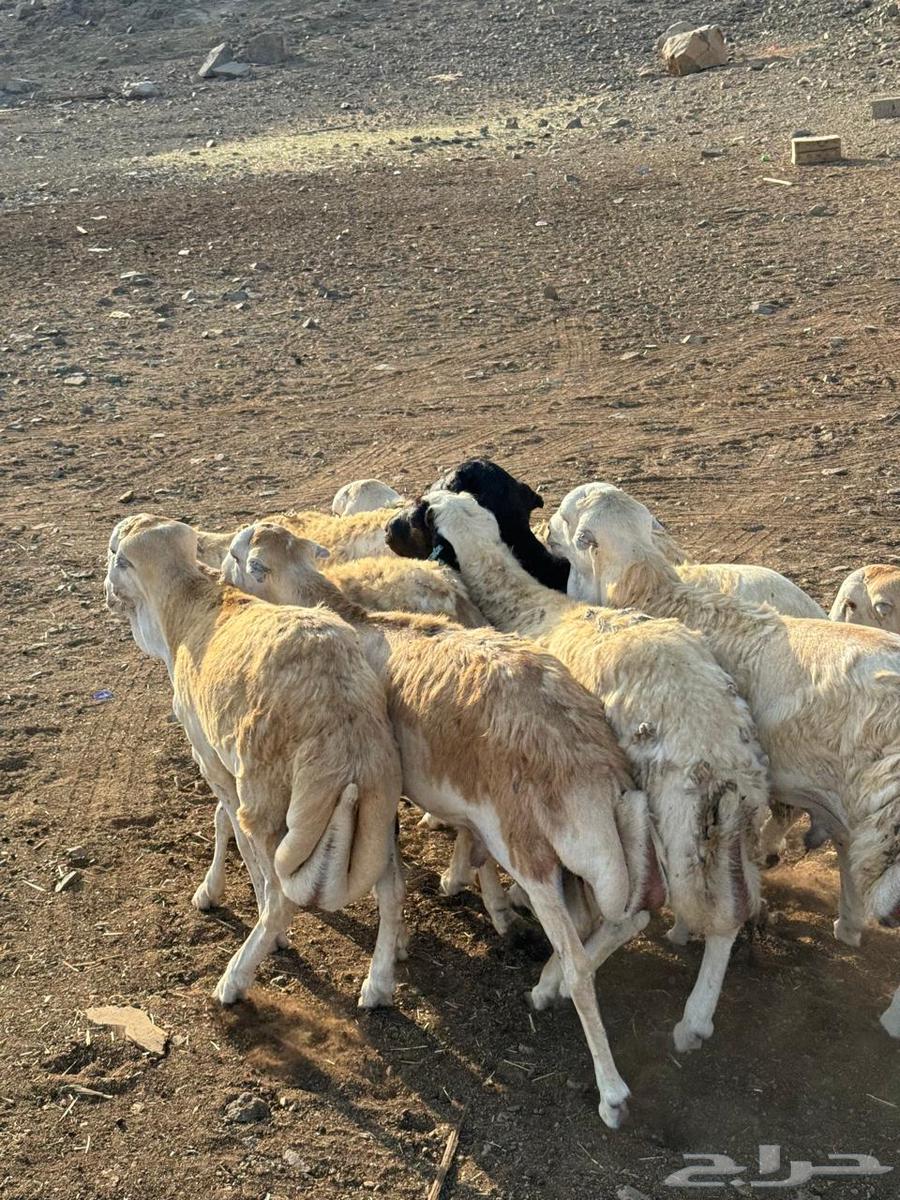 رفيدي حبشي مرابي فل الفل64477728068099113