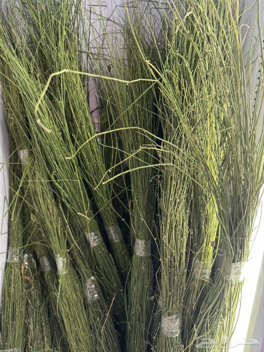 مرخ طازج جنوبي شرق الرياض64473443539075110