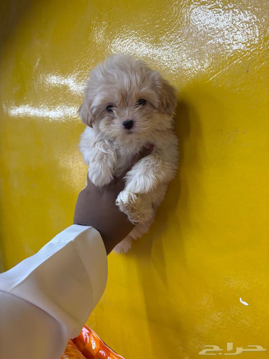 كلاب مالتيبو64474043805187110