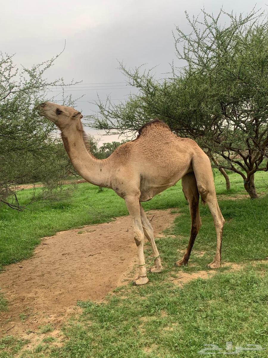 عجم حمراء للبيع64478430086401112