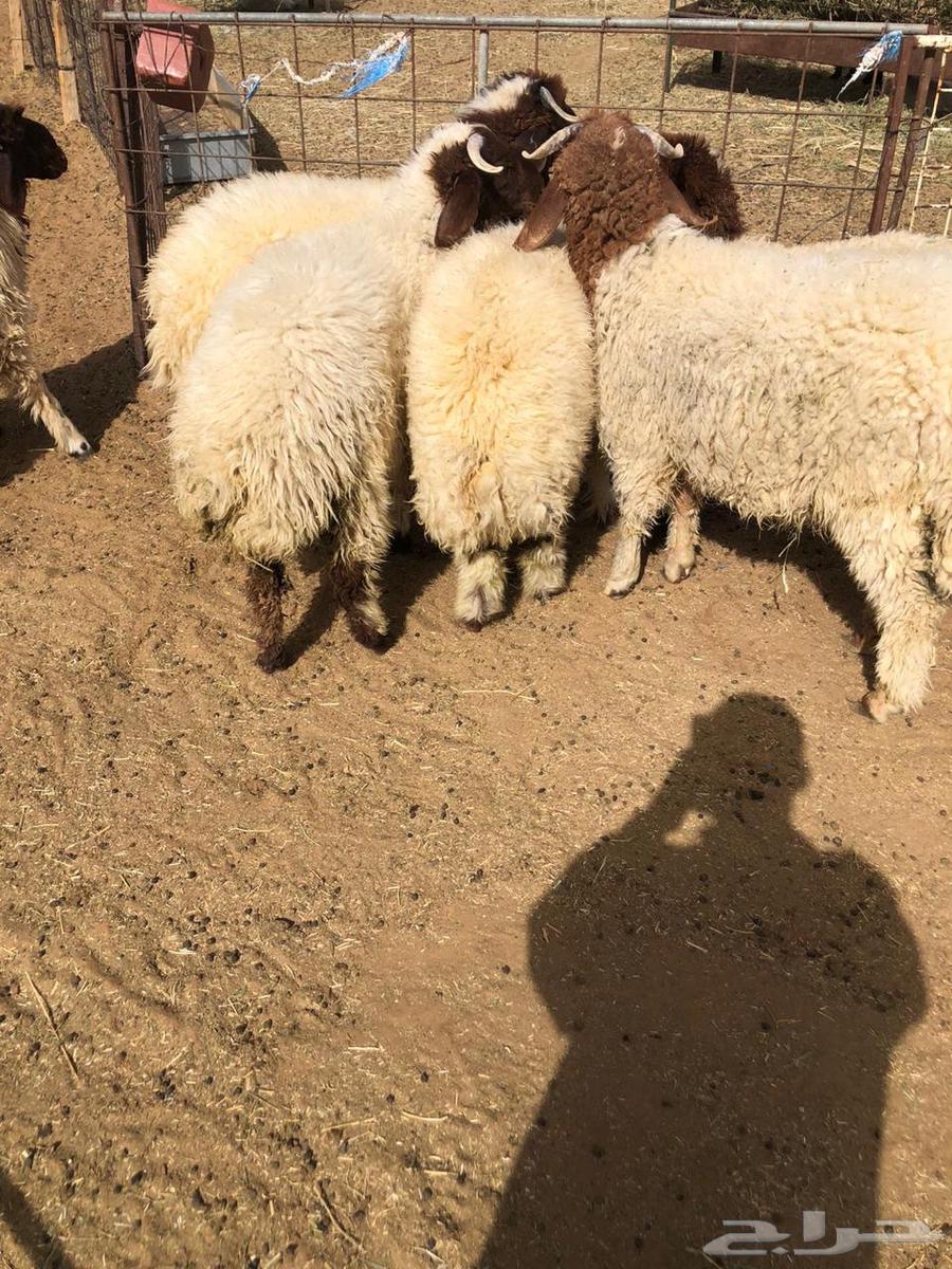 للبيع ذبايح نعيم بلدي64473332106627114