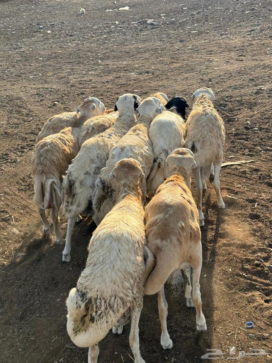 رفيدي حبشي مرابي فل الفل64477728068099112