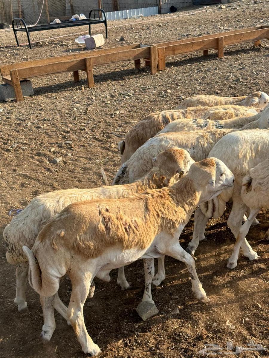 رفيدي حبشي مرابي فل الفل64477728068099111