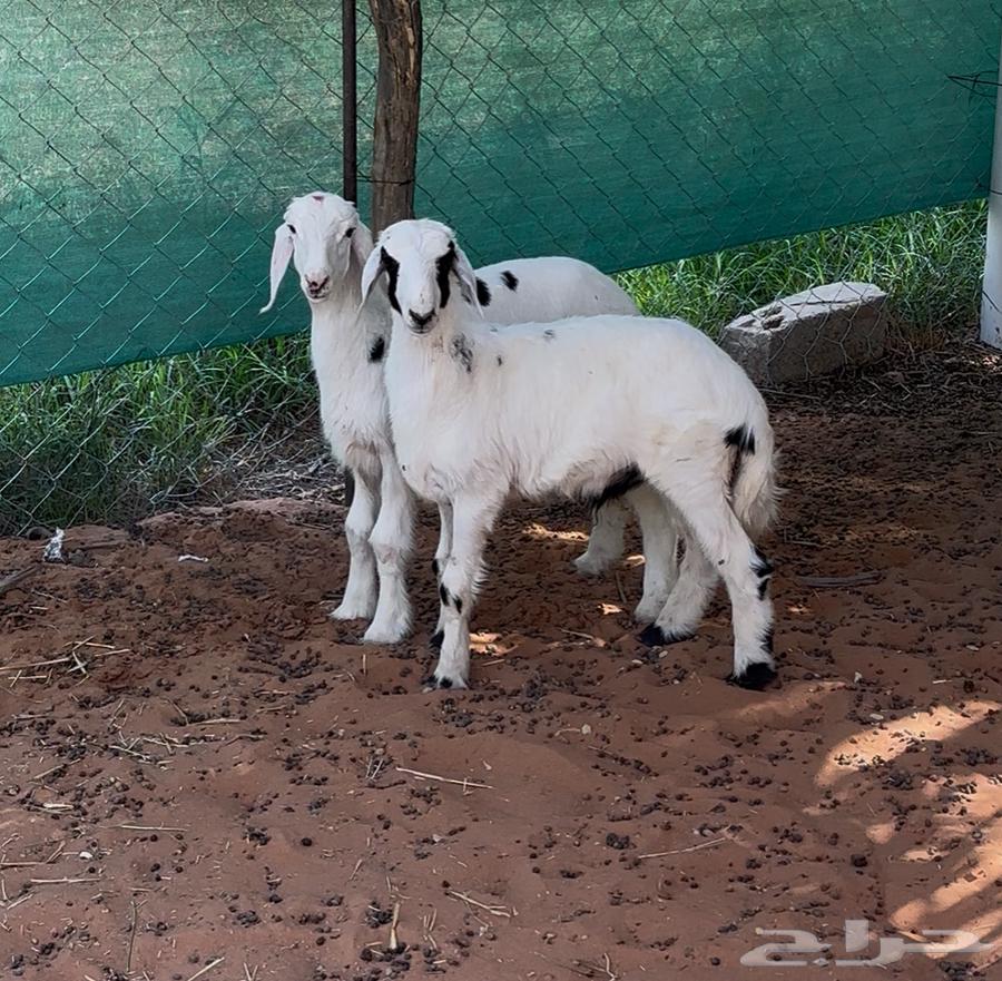 بهم حري للبيع64473485314434112