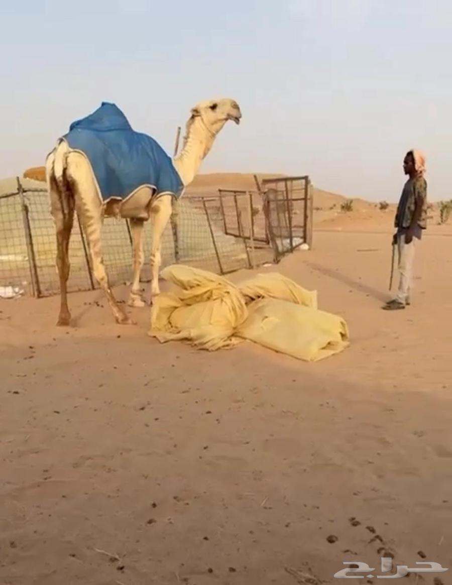 Qaood Kaff64477644823427110