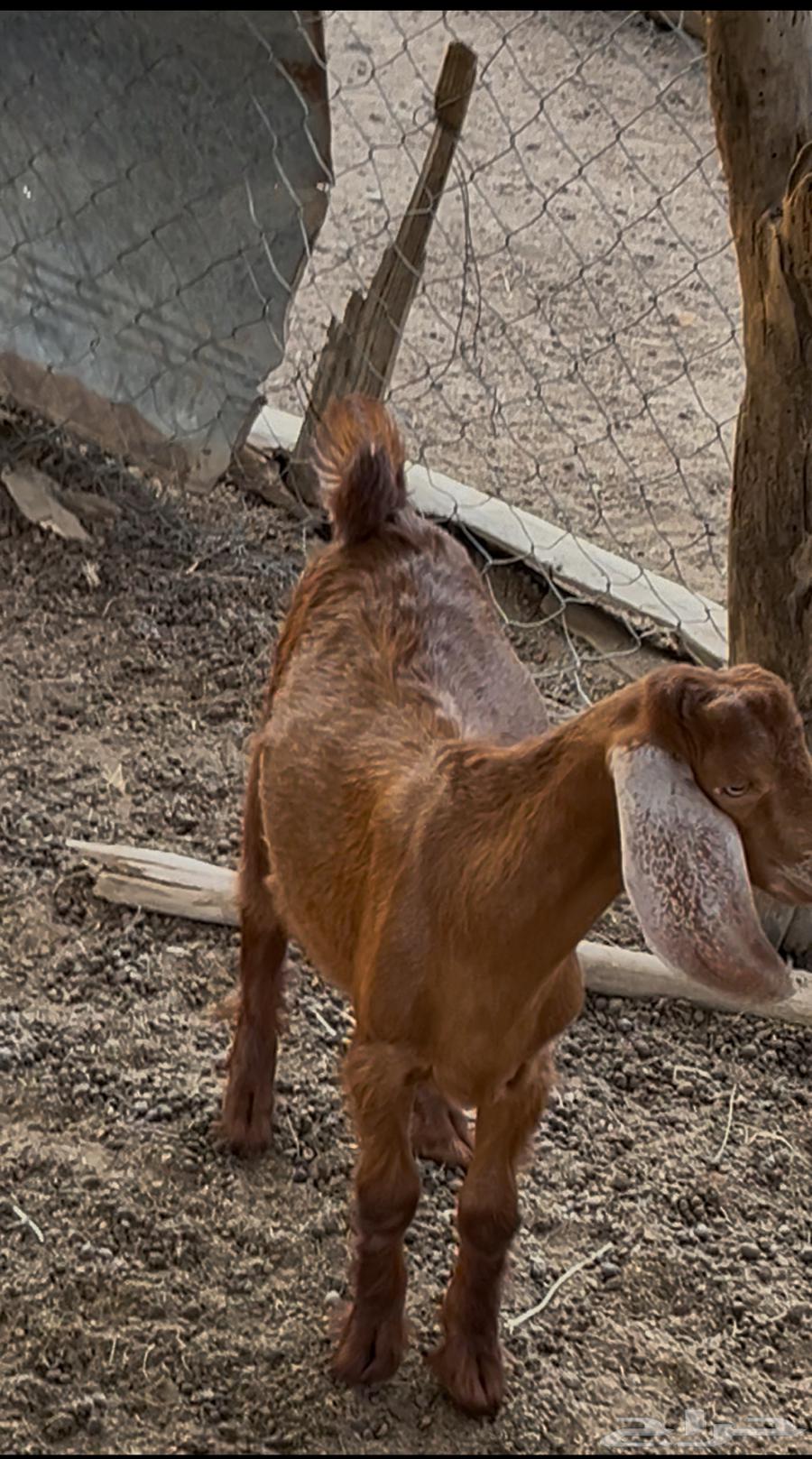 تيوس حرييه نظاف هرفي64484280784643113