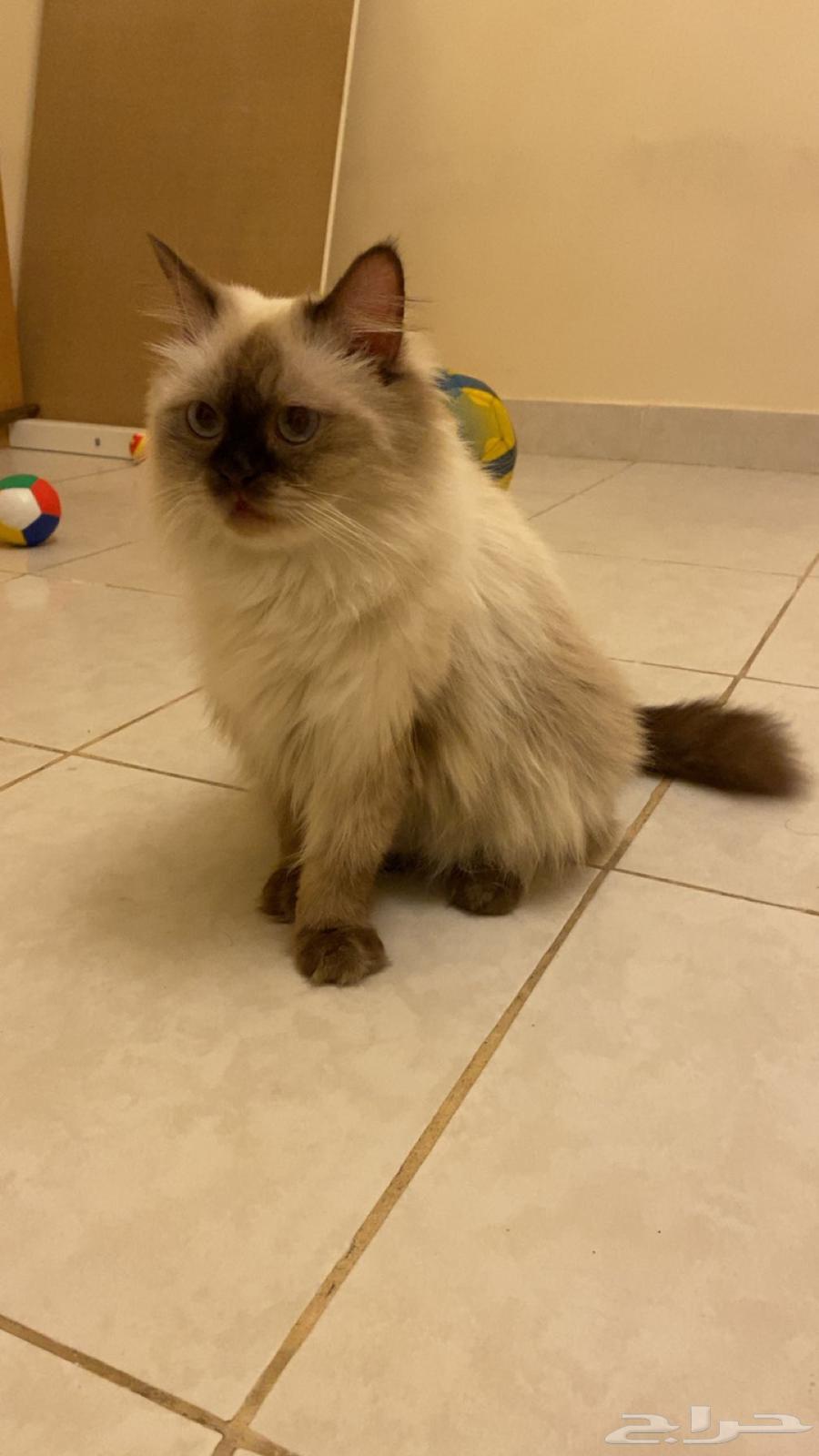 قطوه هملايا انثى للبيع64486054421506112