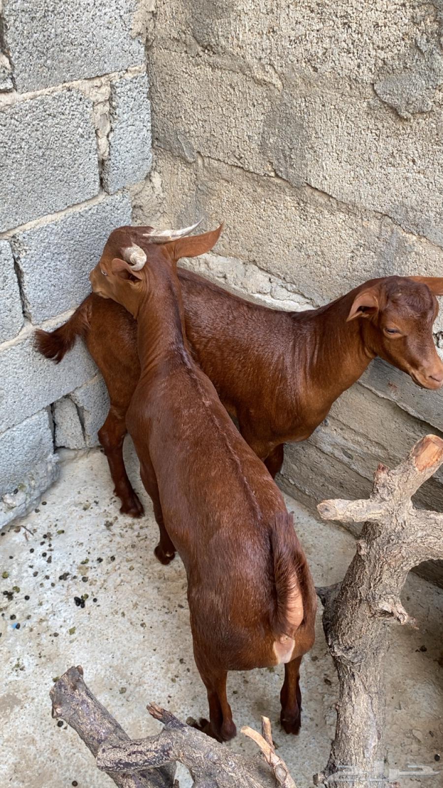 تيوس دهم للبيع64479133905154112