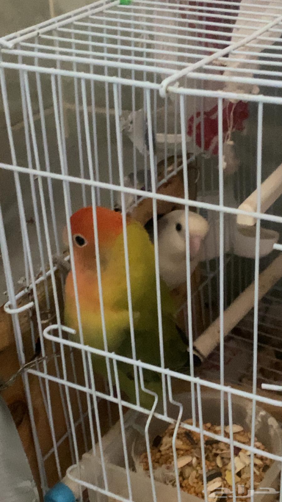 A pair of day birds64484061251587110