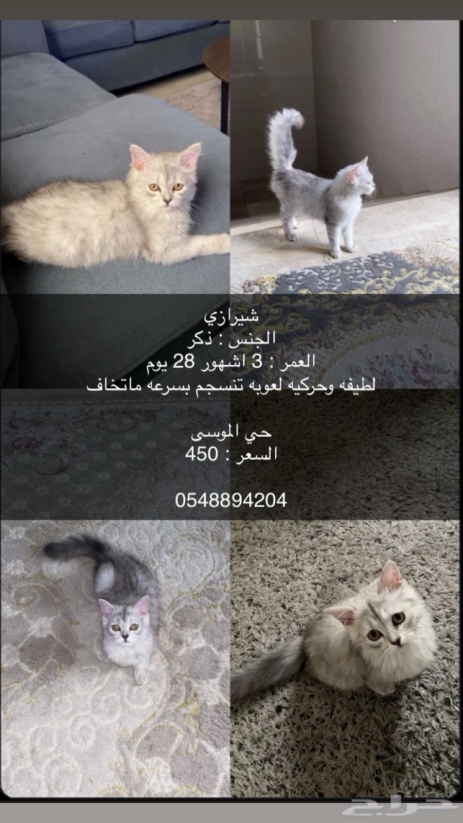 قطة ذكر لطيف للبيع64480730702466110