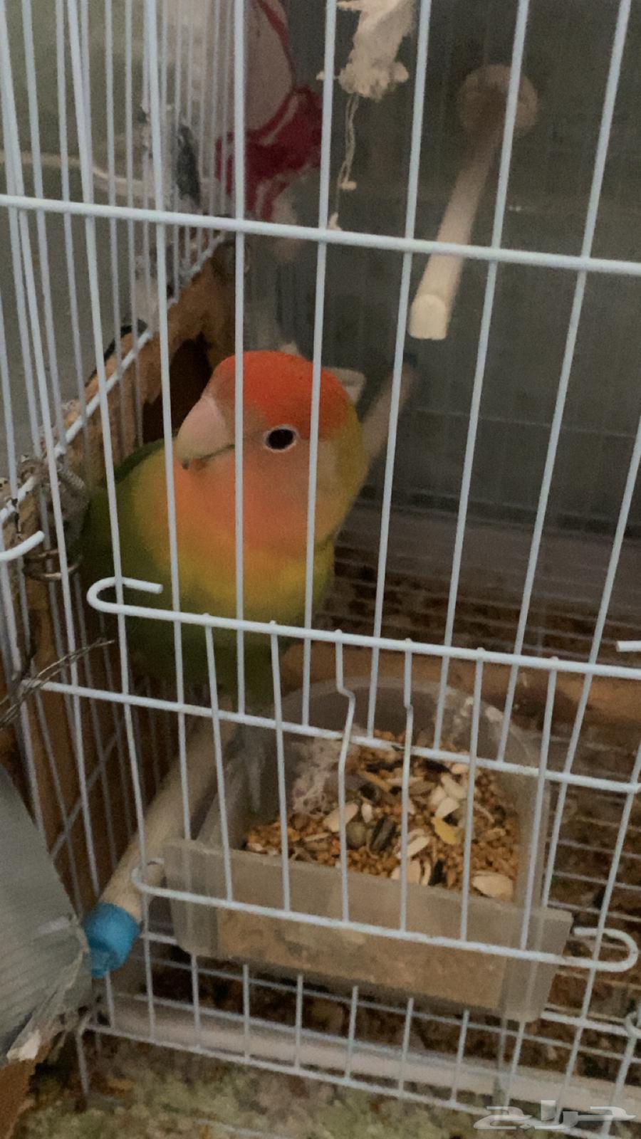 A pair of day birds64484061251587112