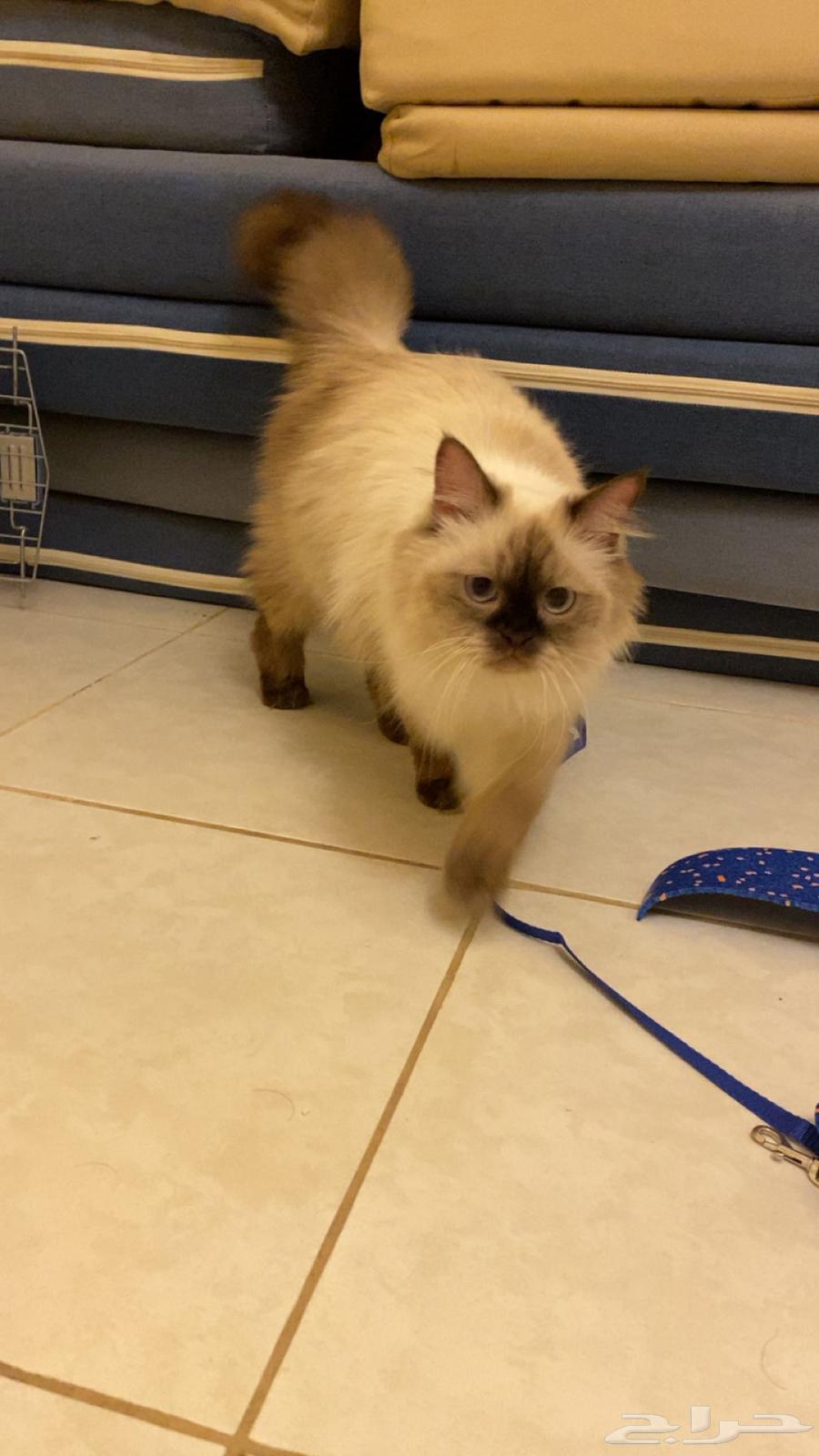 قطوه هملايا انثى للبيع64486054421506111