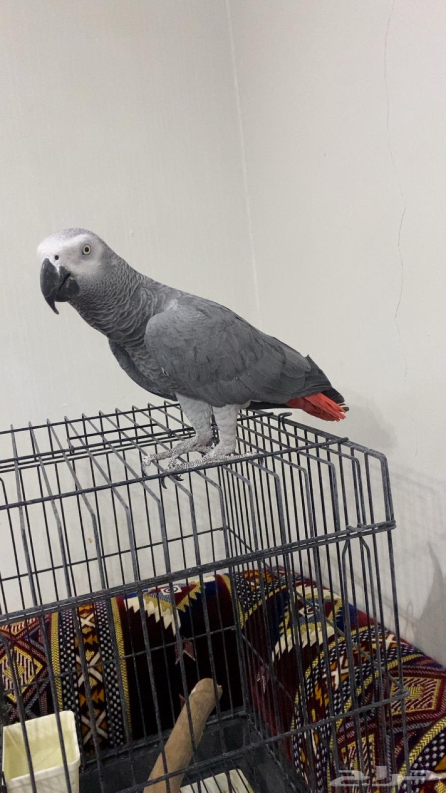 ببغاء كاسكو افريقي للبيع64484758896643110