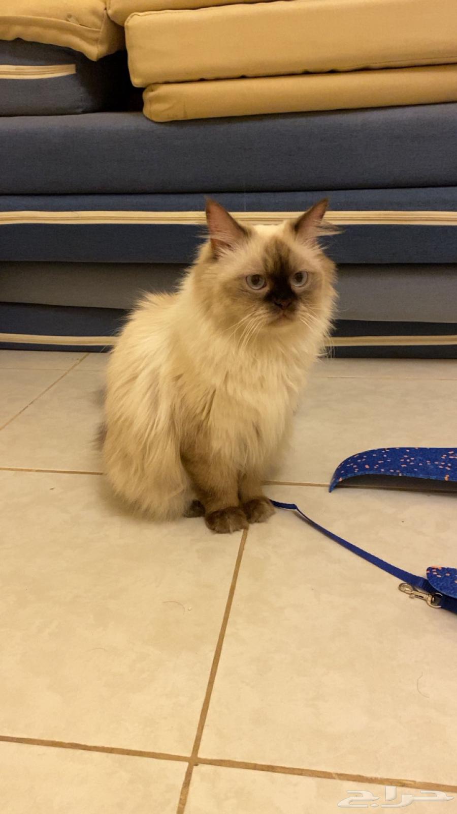 قطوه هملايا انثى للبيع64486054421506110