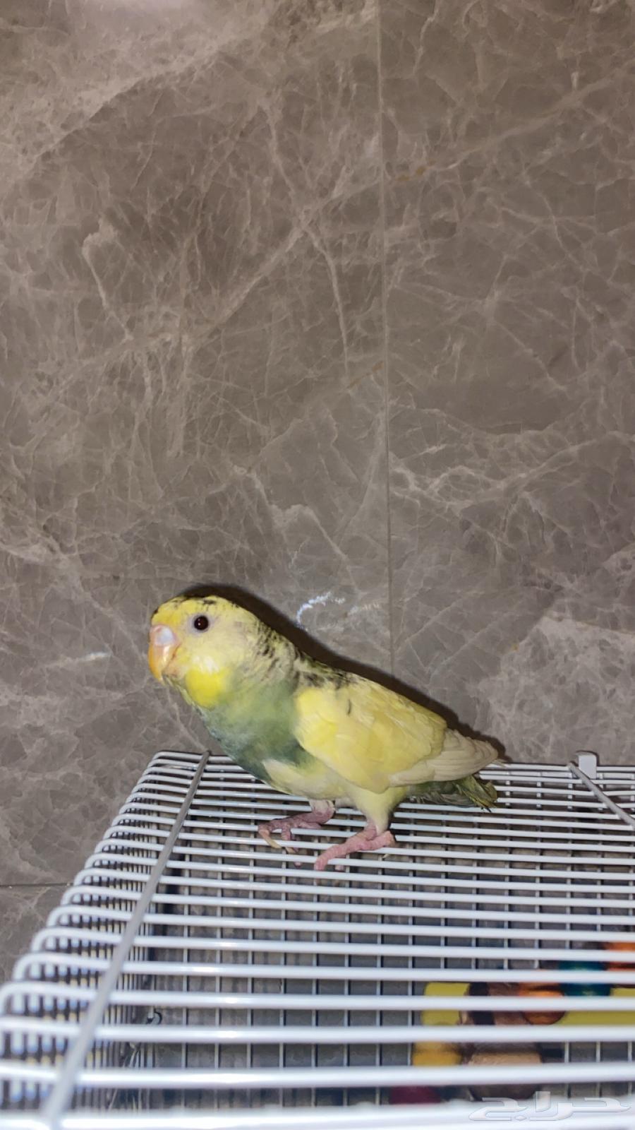 بادجي اليف للبدل64481873023875111