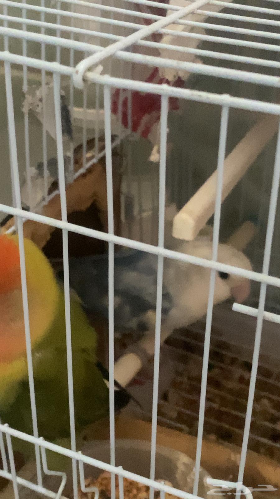 A pair of day birds64484061251587111