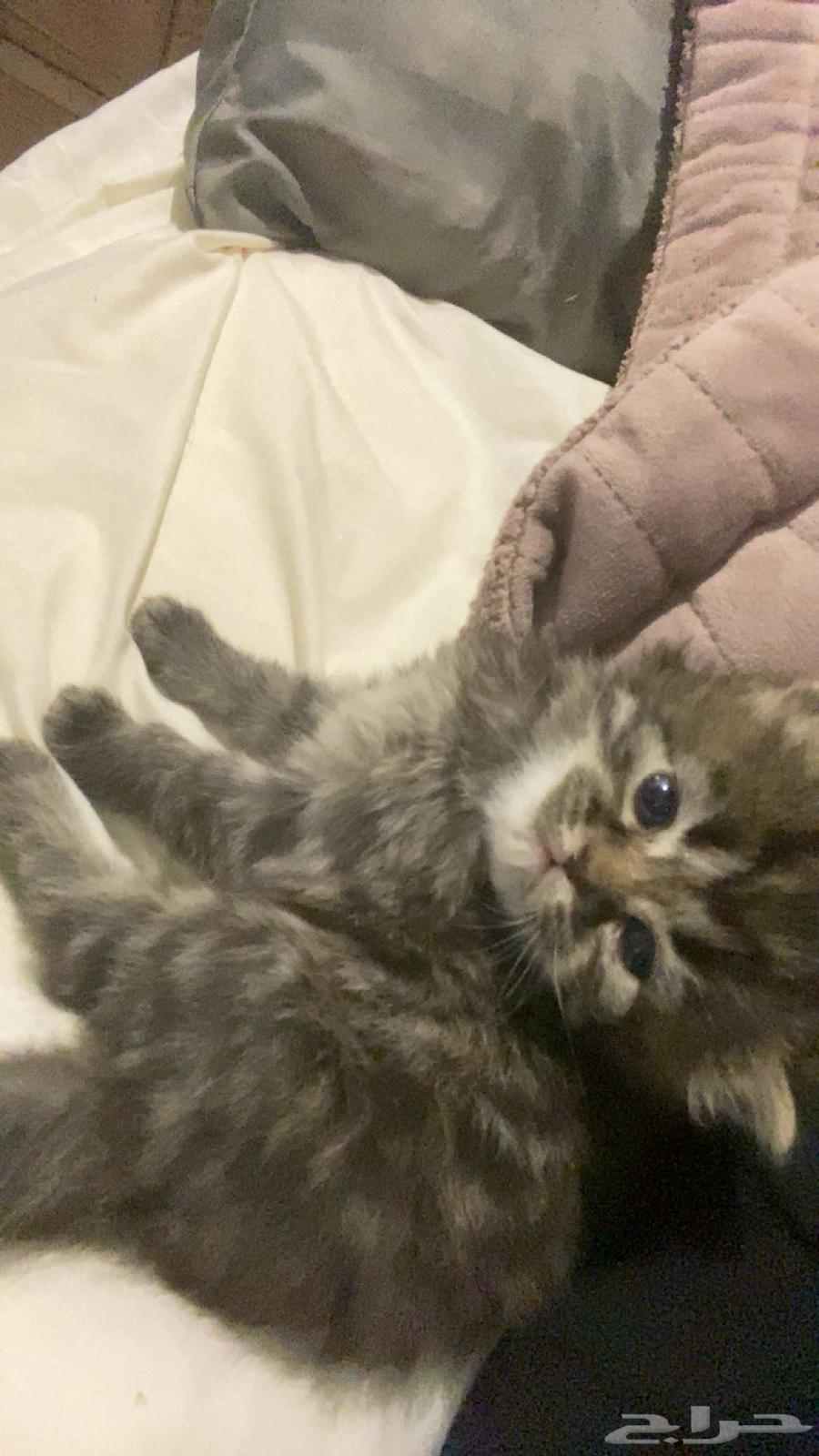 بسه للبيع64483218725121110