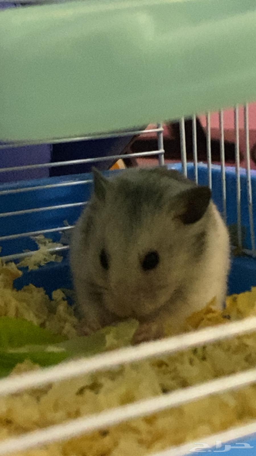 ثنين هامستر مع اغراضهم للبيع64479189618946111