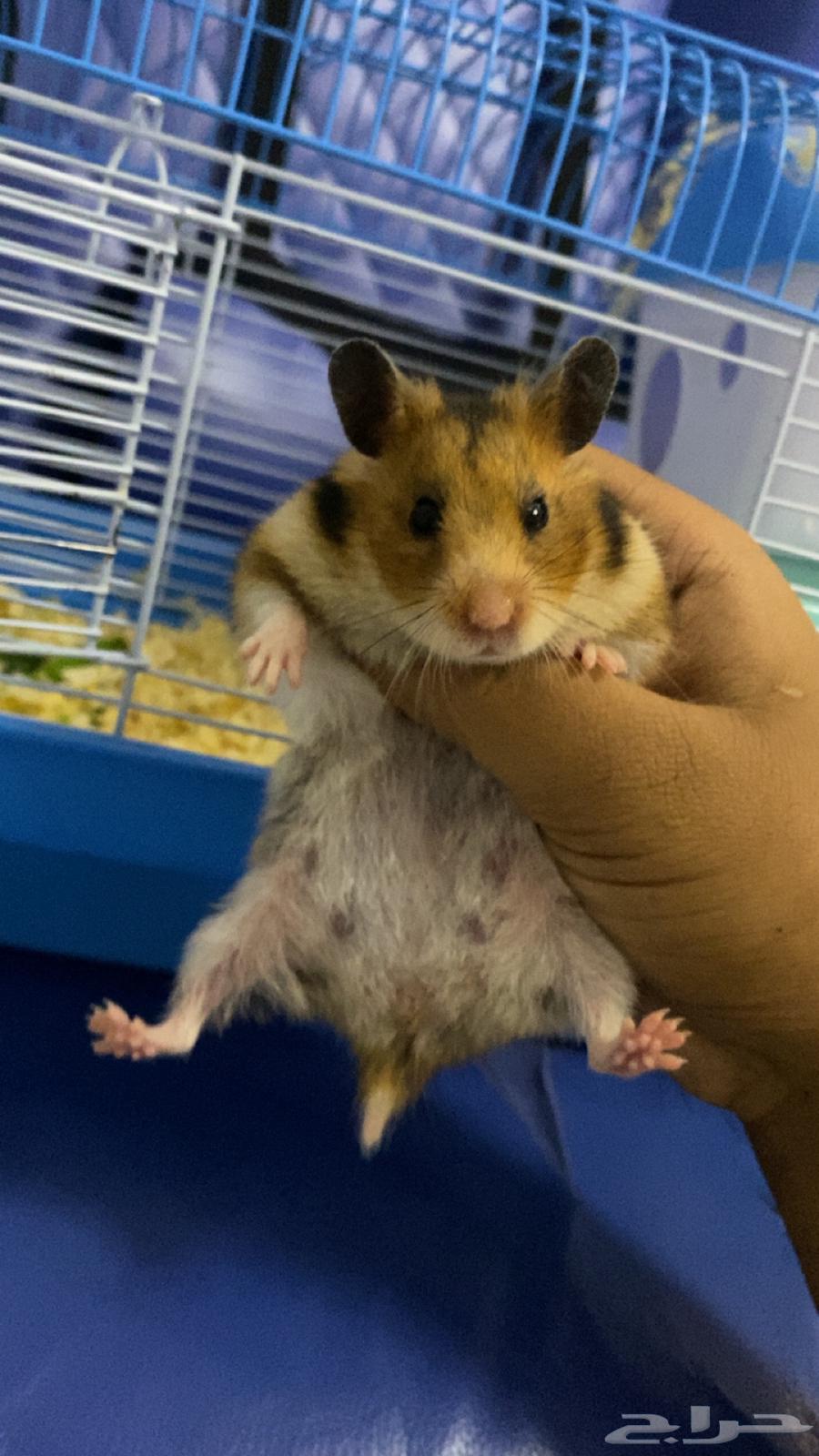 ثنين هامستر مع اغراضهم للبيع64479189618946110