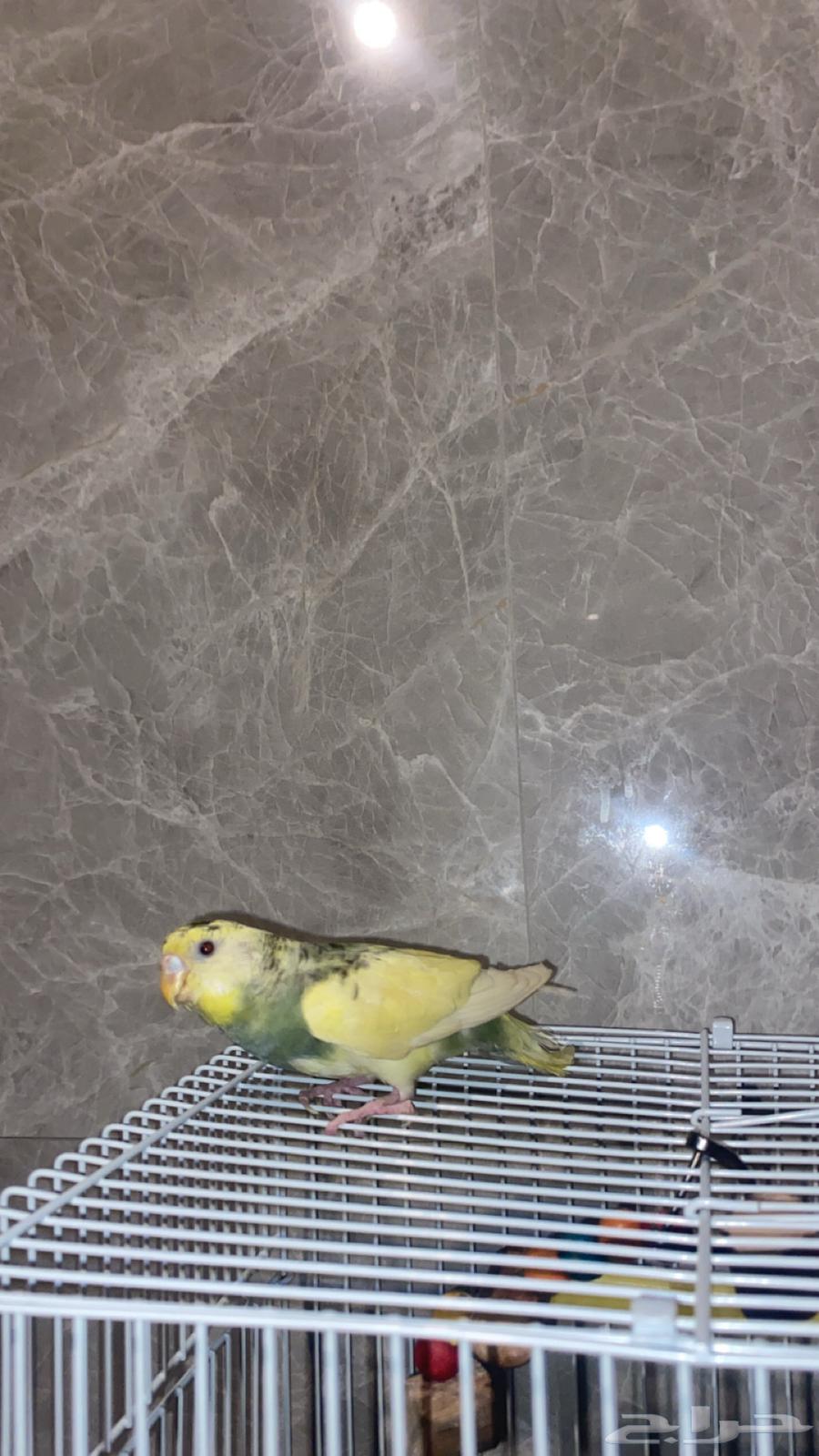 بادجي اليف للبدل64481873023875110