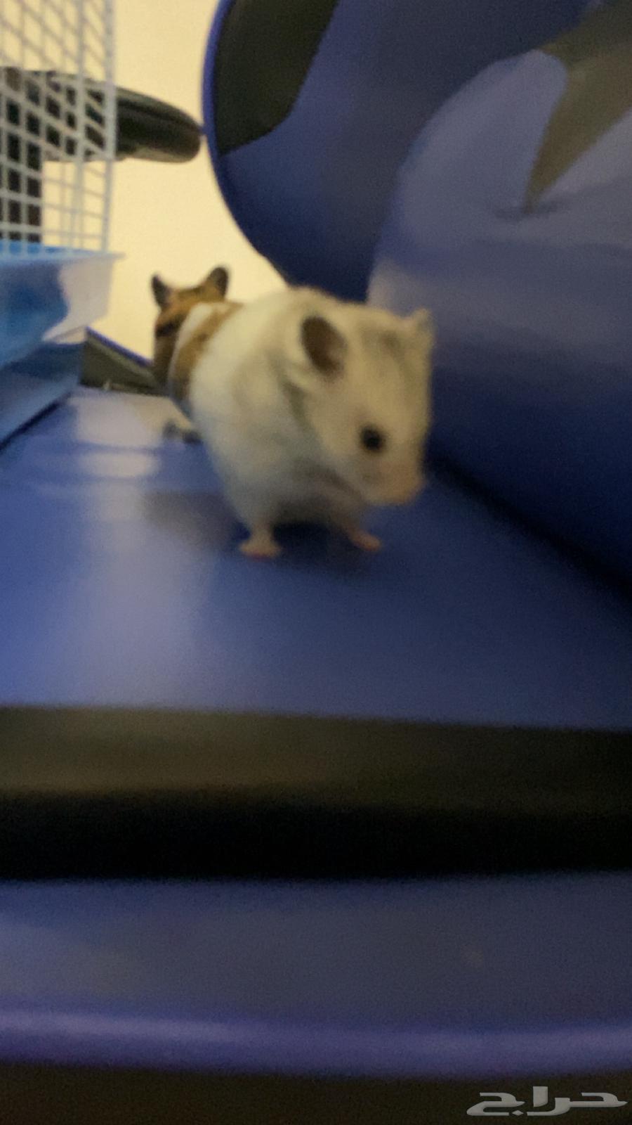 ثنين هامستر مع اغراضهم للبيع64479189618946113