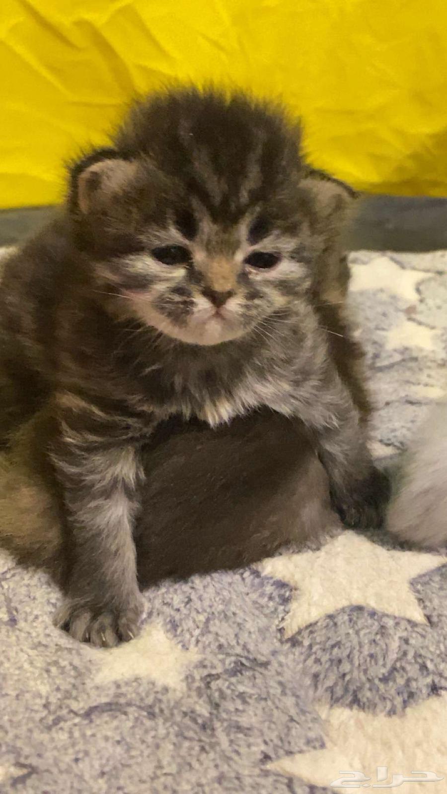 بسه للبيع64483218725121111