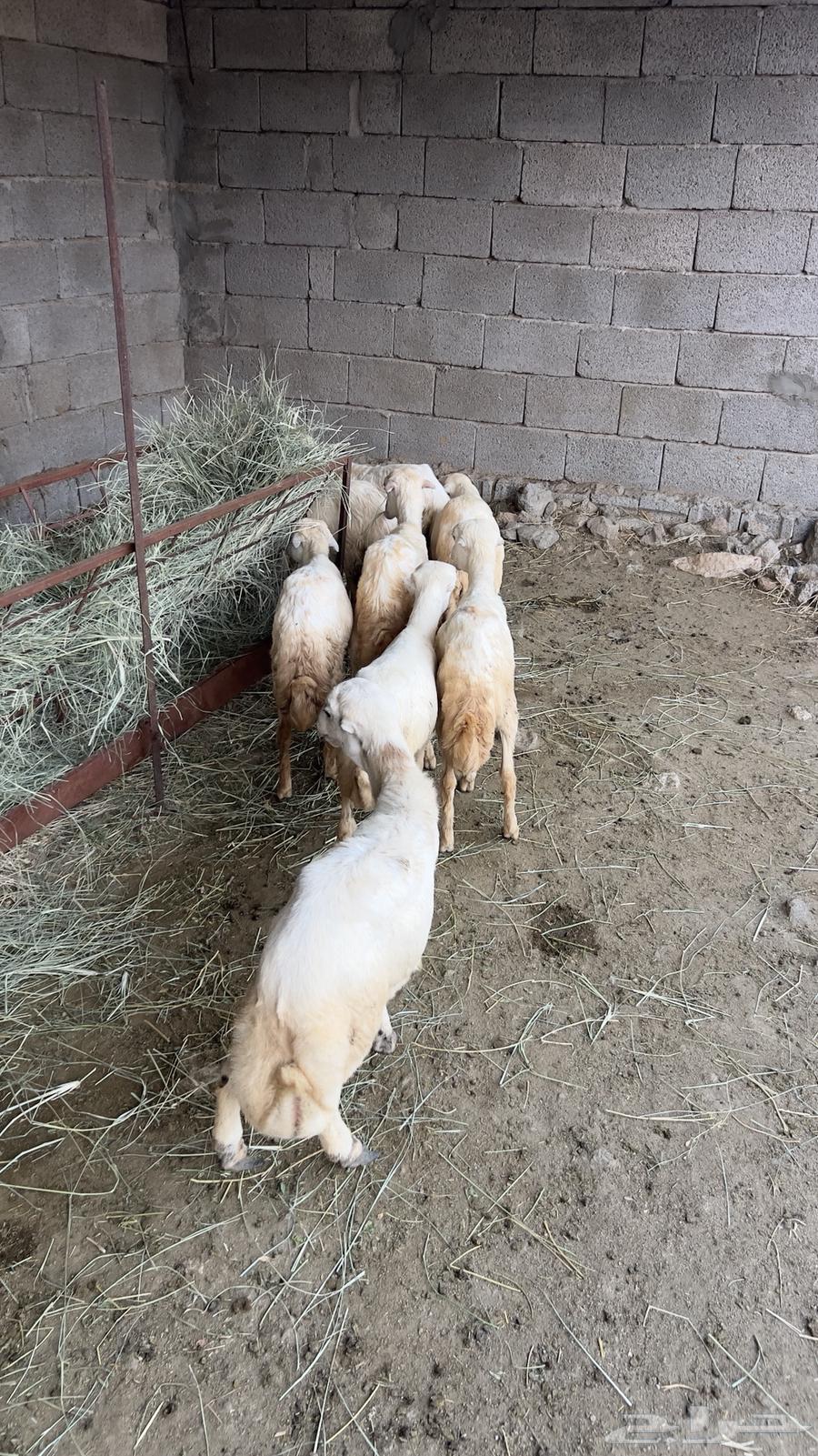 خرفان ورخال بلدي للبيع السعر 650ريال الموقع الدائر بني مالك64485037388801114