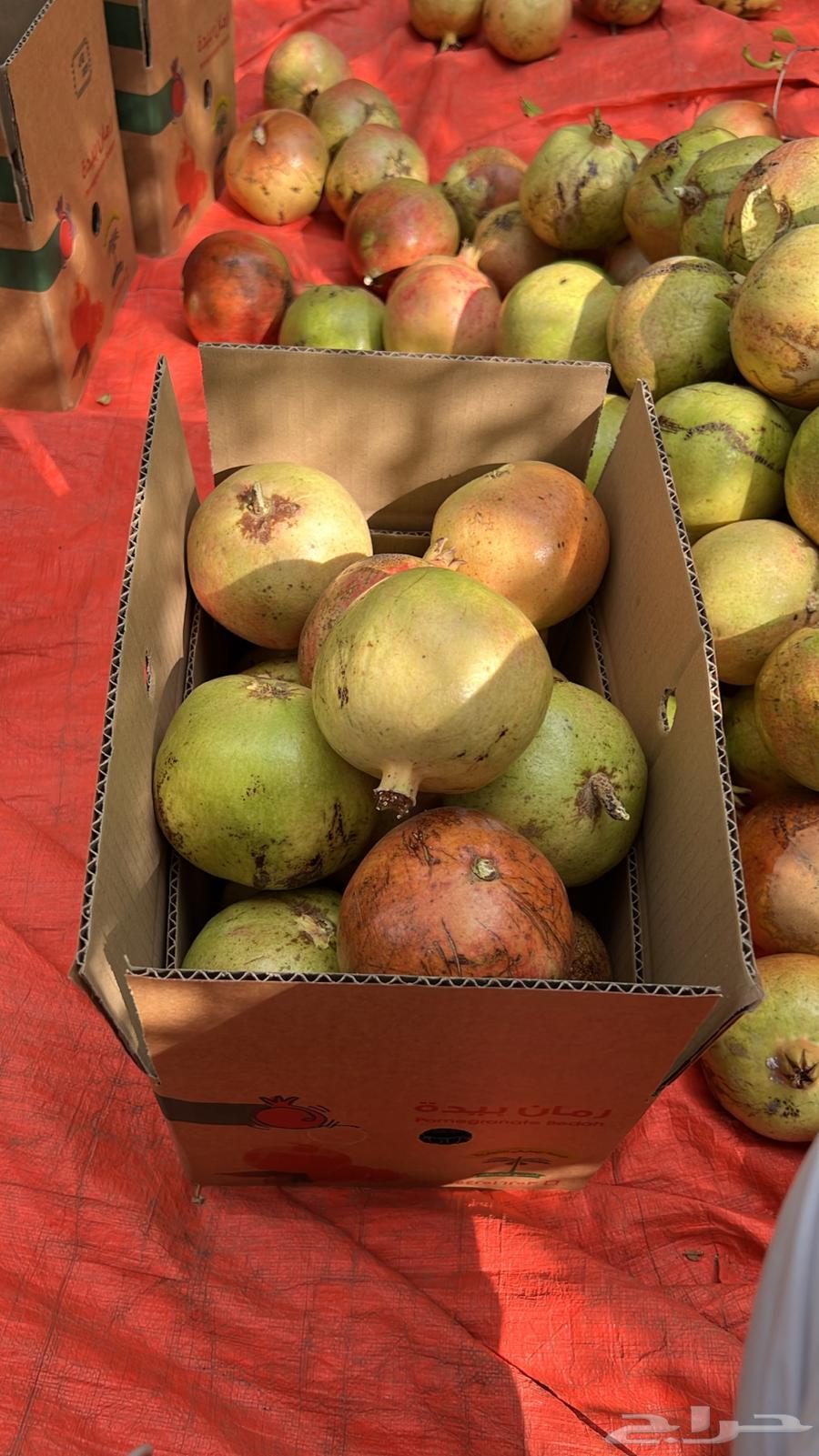 رمان الباحه فاخر جدا64485270591747112