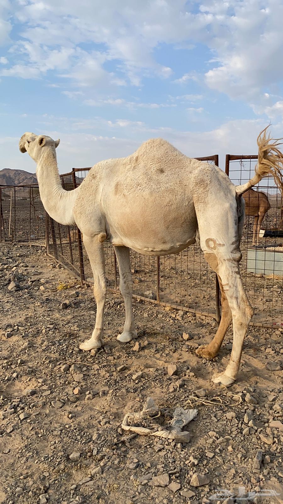 لقحه وضحا كفو ناقة من فروع البل منوت القاني الحد7200تم البيع64482633280259110