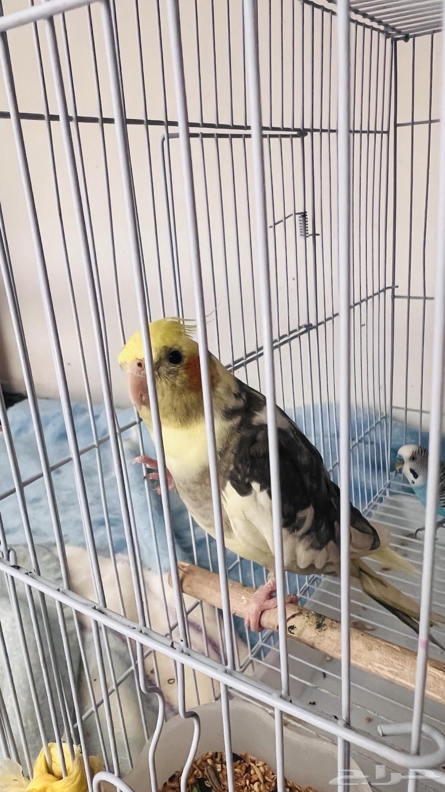 طيور كروان وطير بادجي للبيع64482091408641111