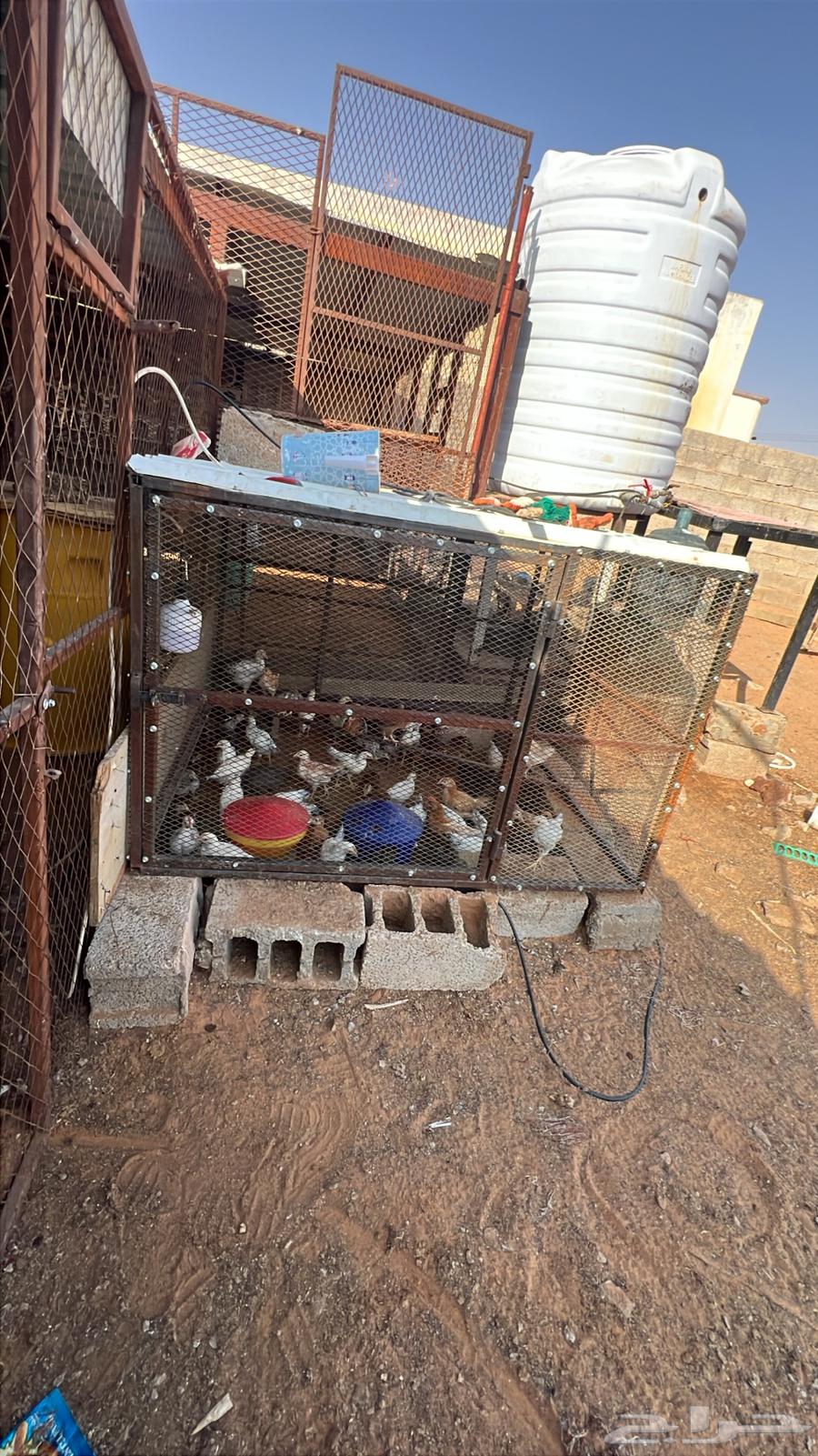 Shabak64480153555459111