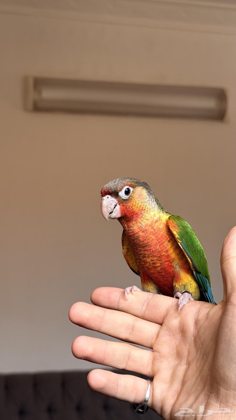 Two Kinyoora with internal and external heads64482674081154110