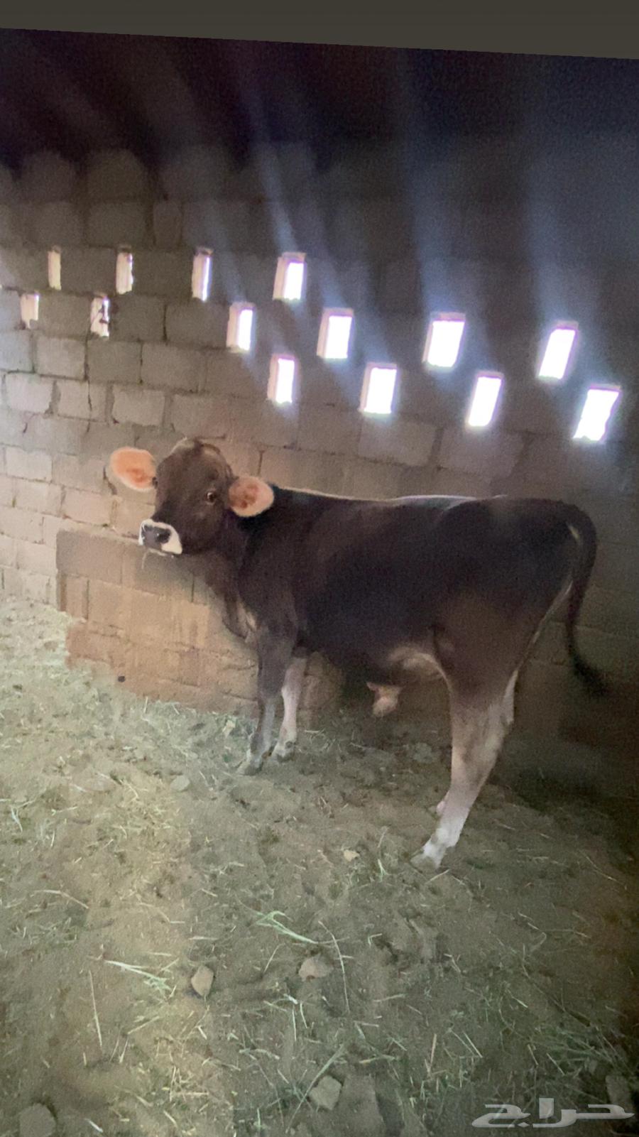 عجل براون بيور مشروع فحل64485078878083110