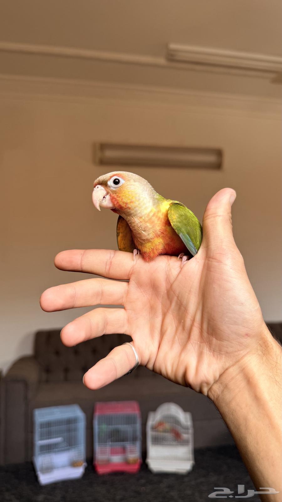 Two Kinyoora with internal and external heads64482674081154113