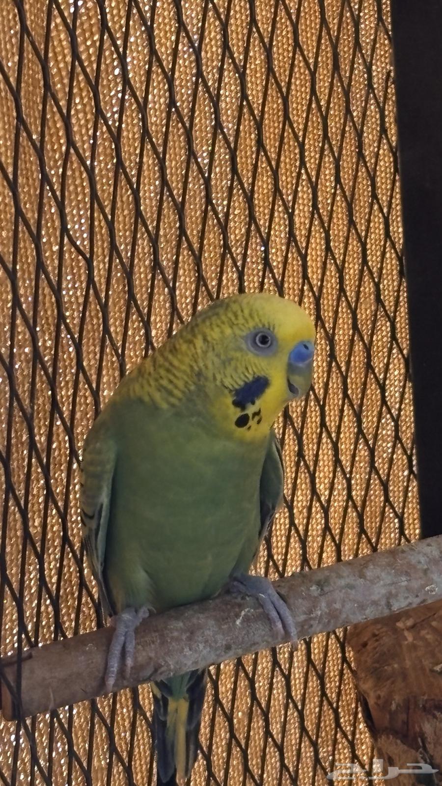 زوج بادجي للبيع64484170935682110