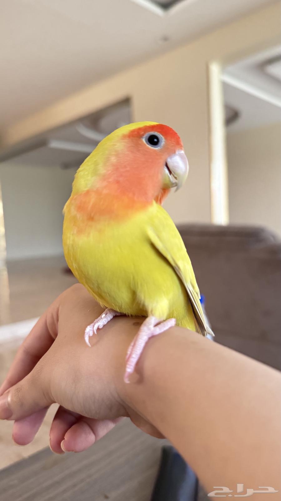 طير روز اليف وهدد64480867957121111