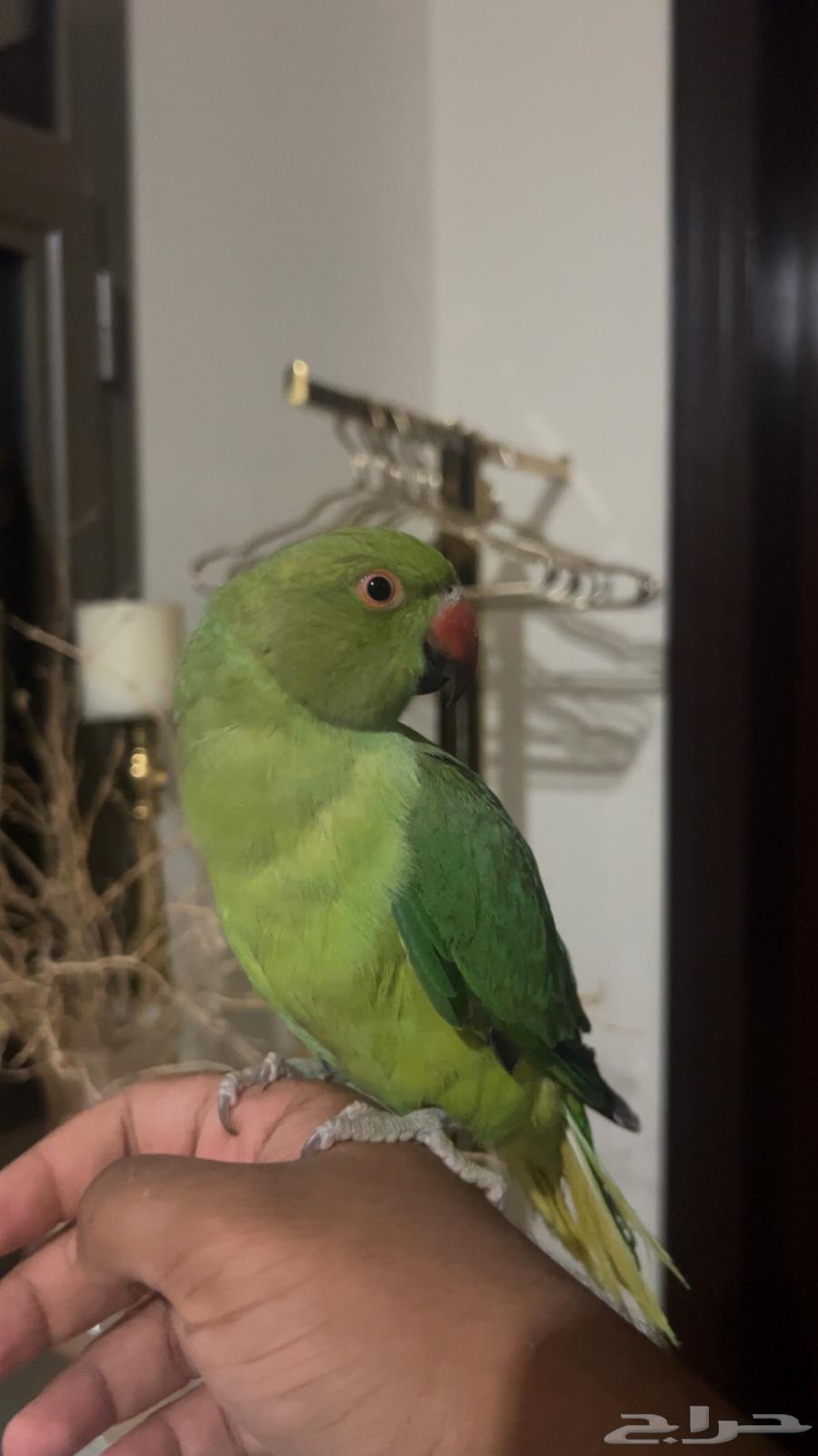 ببغاء دره ذكر اليف جدا حمامه ويقبل المسح على كامل الجسم64480592879490112