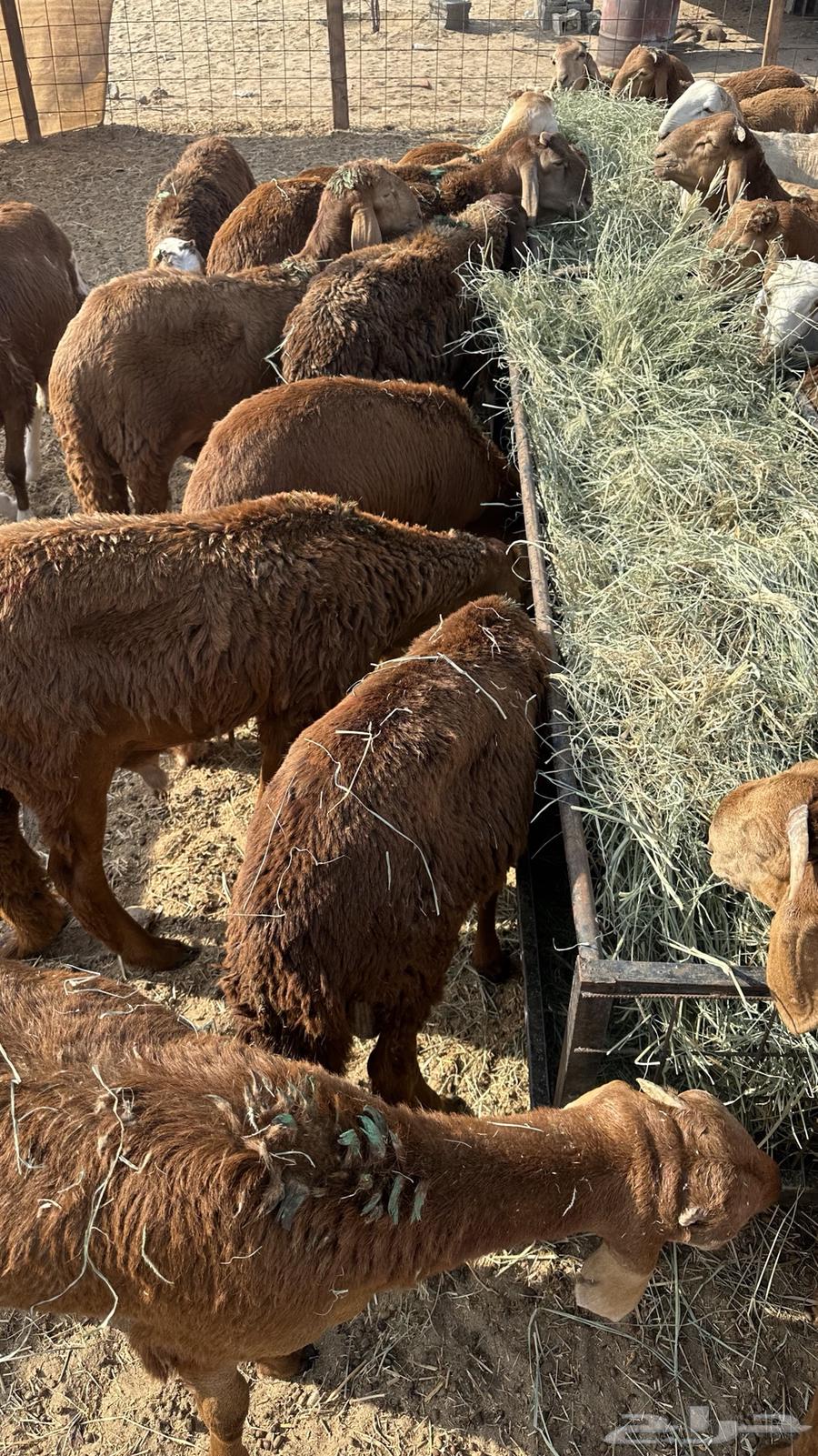 طليان سواكن حمري64482430753921111