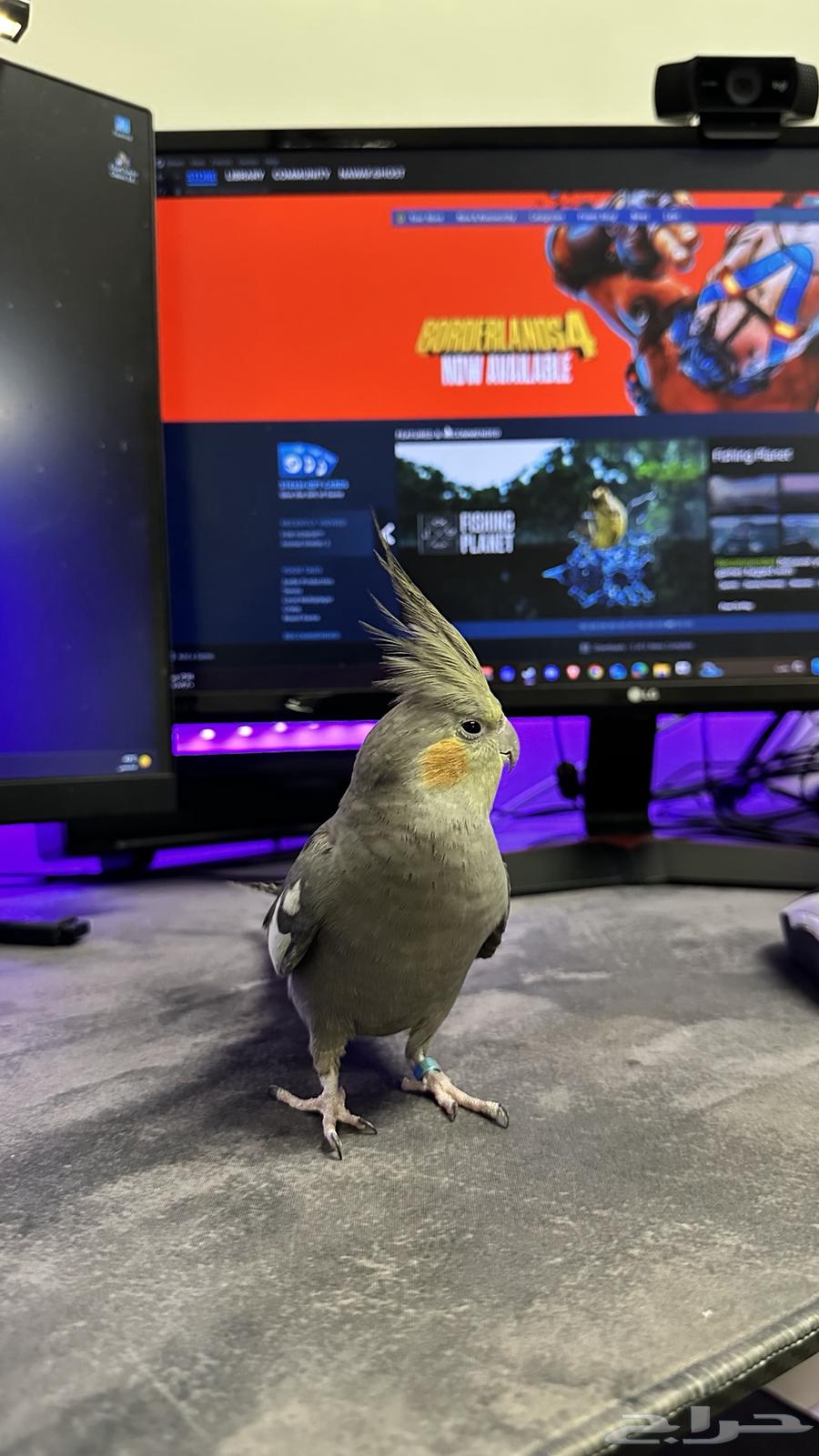 طير كروان أليف64483867601667111