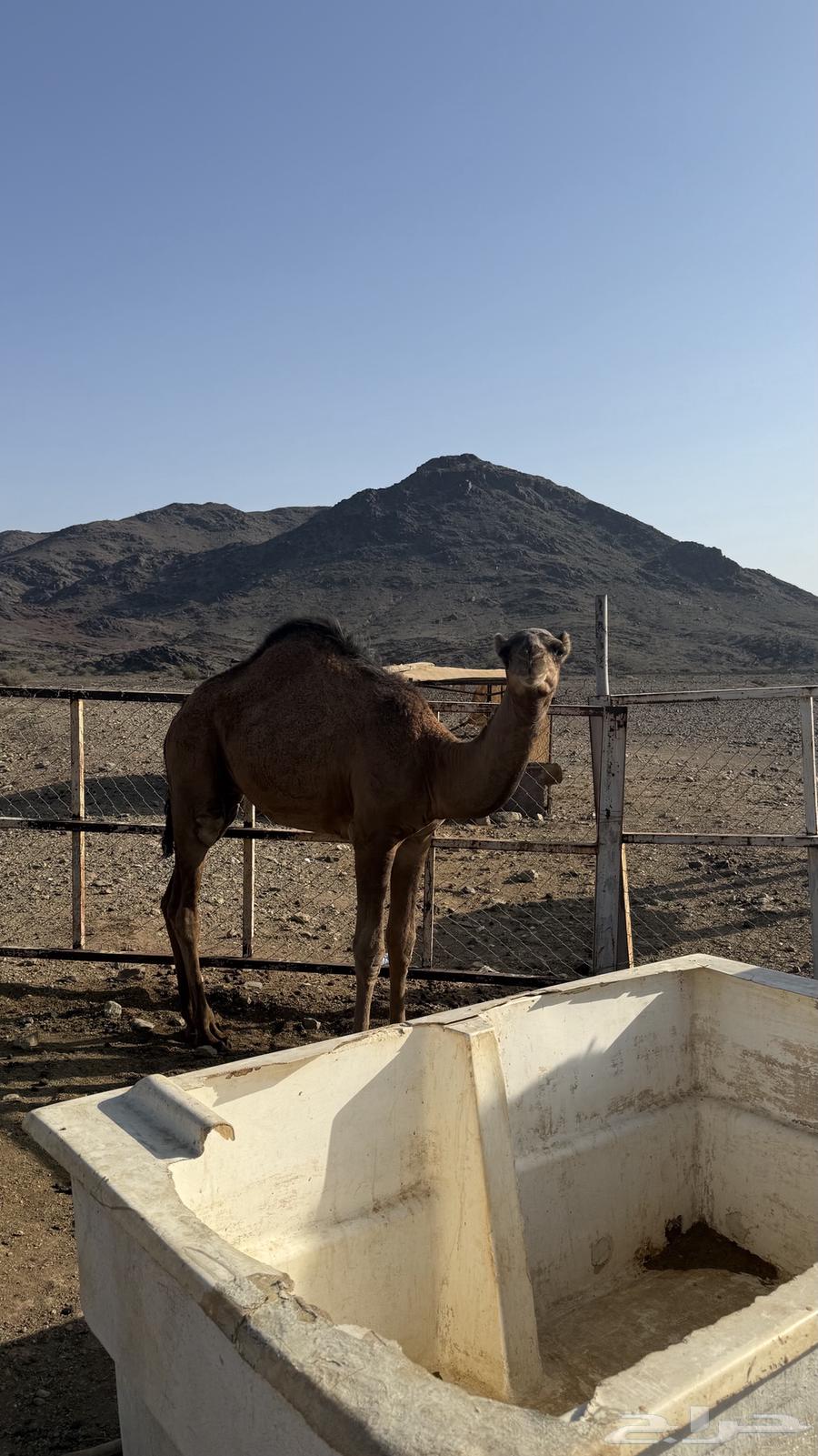 قعدان للبيع64483853898369111