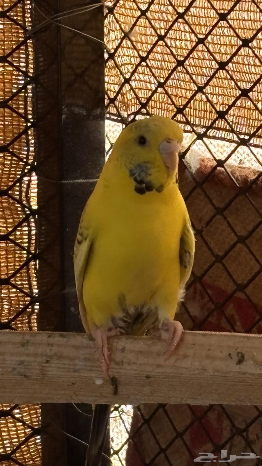 زوج بادجي للبيع64484170935682111