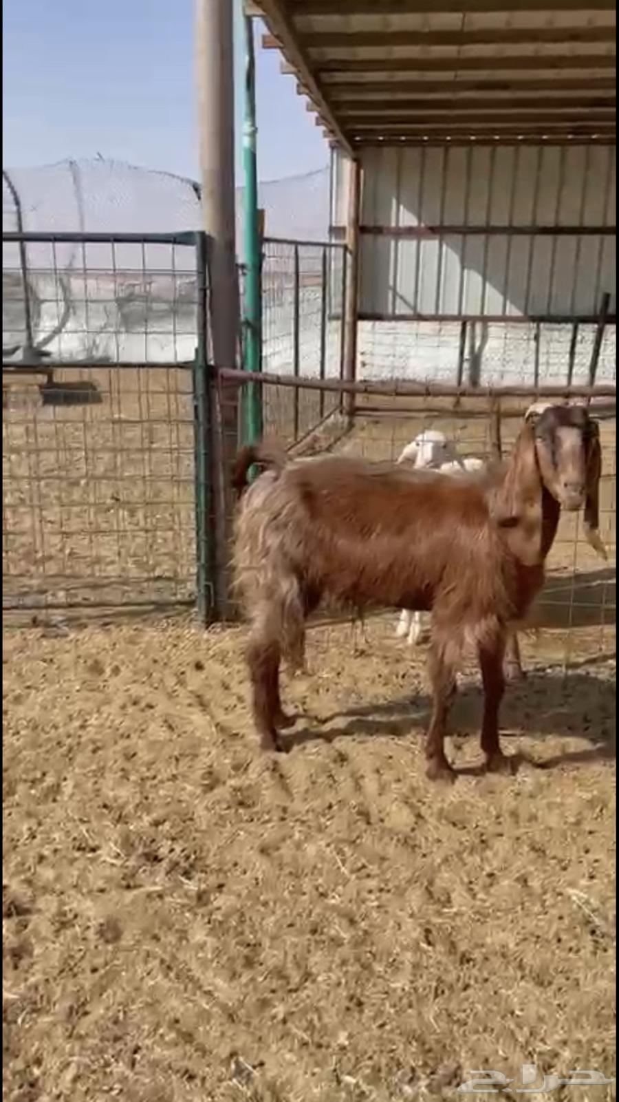 للبيع معزاء تم البيع64480441626625111